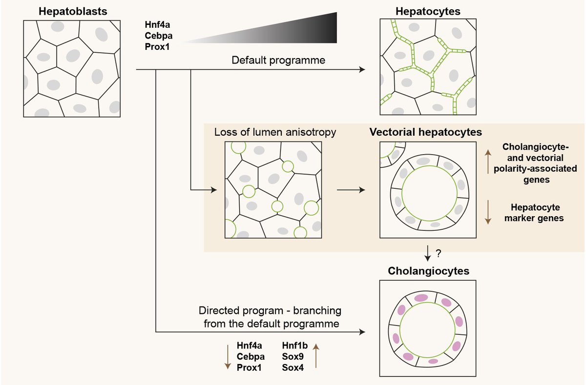 Development (@dev_journal) on Twitter photo Lumen morphogenesis - the key to functional hepatocytes
Read this Research Highlight showcasing work from <a href="/bebelman_m/">Maarten Bebelman</a>, <a href="/LenkaBelicova/">Lenka Belicova</a>, Marino Zerial <a href="/ZerialLab/">Zerial Lab</a> and colleagues:
journals.biologists.com/dev/article/15… Lumen morphogenesis - the key to functional hepatocytes
Read this Research Highlight showcasing work from <a href="/bebelman_m/">Maarten Bebelman</a>, <a href="/LenkaBelicova/">Lenka Belicova</a>, Marino Zerial <a href="/ZerialLab/">Zerial Lab</a> and colleagues:
journals.biologists.com/dev/article/15…
