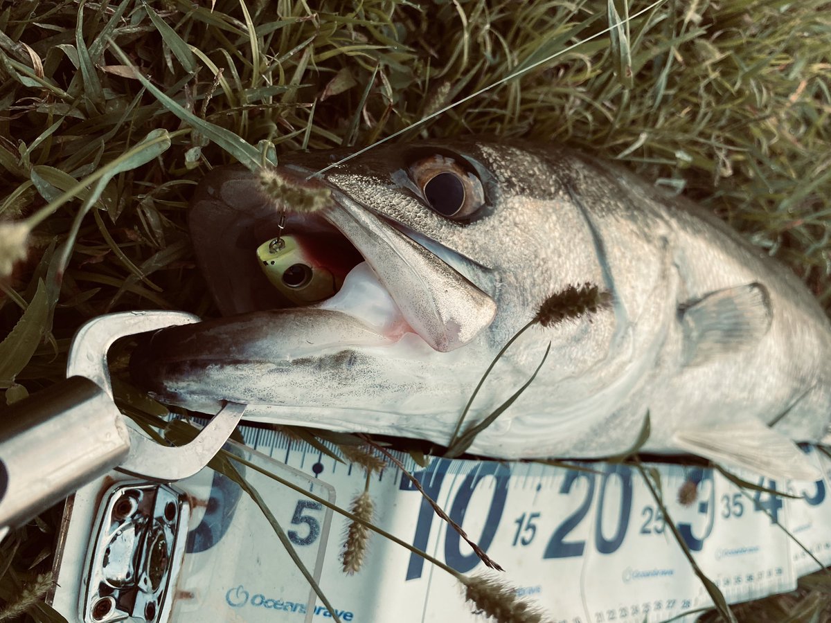 思い出の初ランカー記念写真
チャッピーありがとう
#シーバス #ルアー #ima #アイマ #鮫川