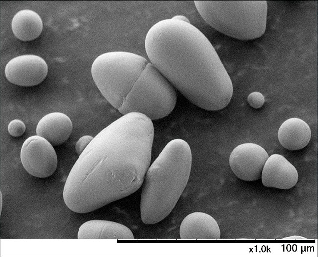 Hitachi_EM's tweet photo. Happy Maize Day ! ๐ฝ
(November 29, 2024)
#ElectronMicroscope #electronmicroscopy #MaizeDay
Corn starch
About the latest Tabletop Microscope, visit https://t.co/r1YTMRelMv https://t.co/qiQqQ07977