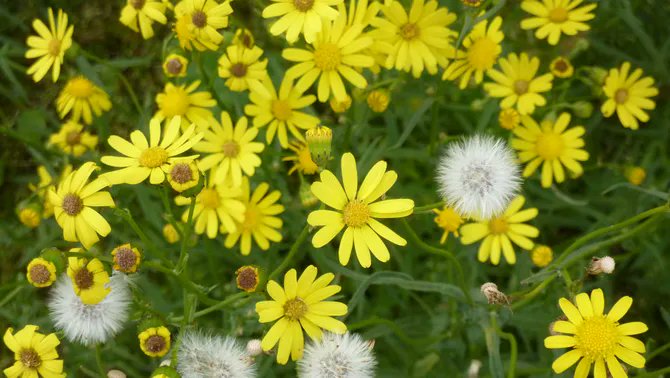 El seneci del Cap, la planta invasora que amenaça les pastures de muntanya: "Serà un problema" 3cat.cat/324/el-seneci-…