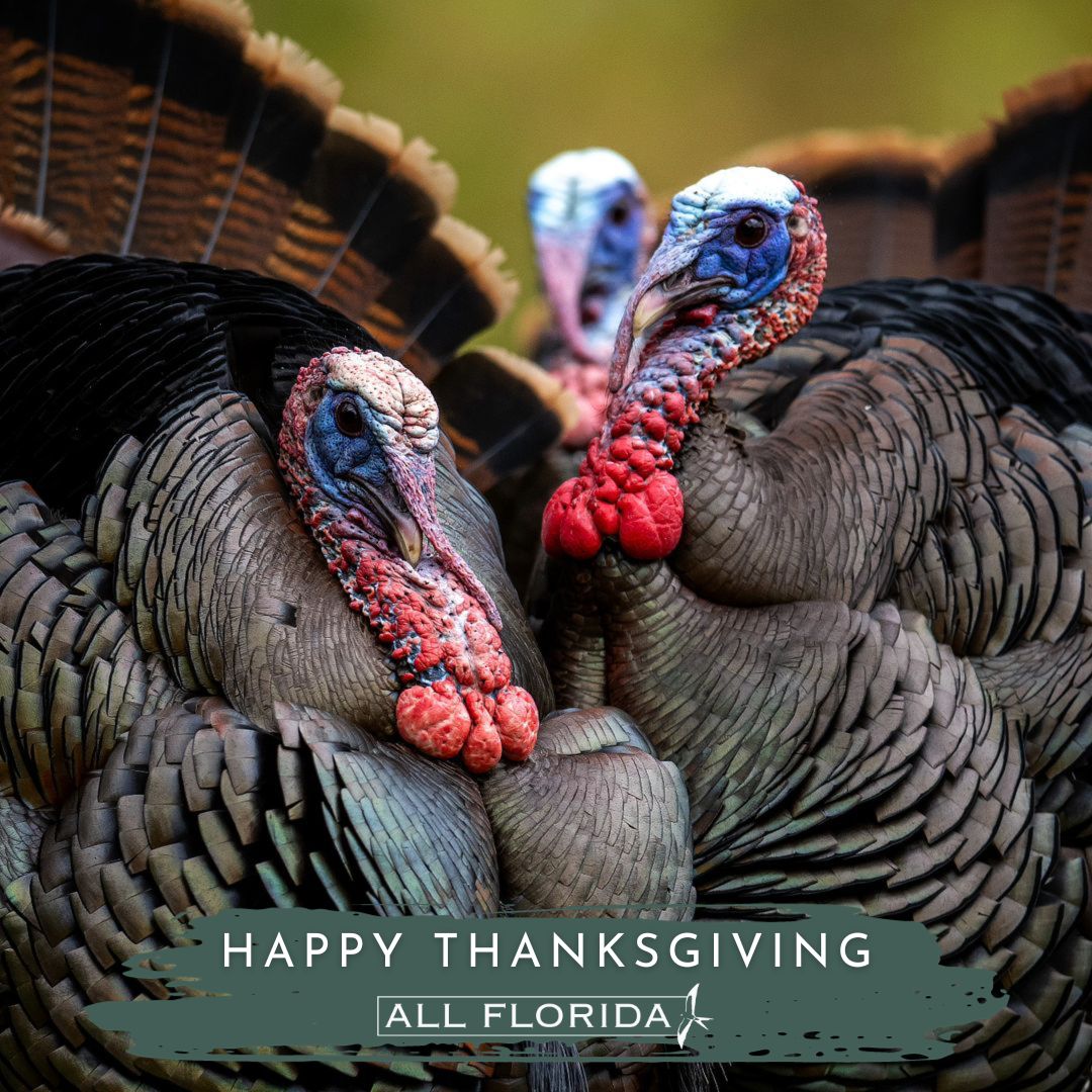 allflaorg's tweet photo. From our family to yours, Happy Thanksgiving!

📸: @outdoors.rc https://t.co/djvexmad3x