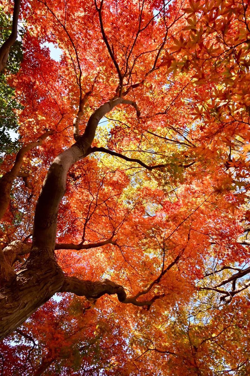 秋の紅葉 - Search / X