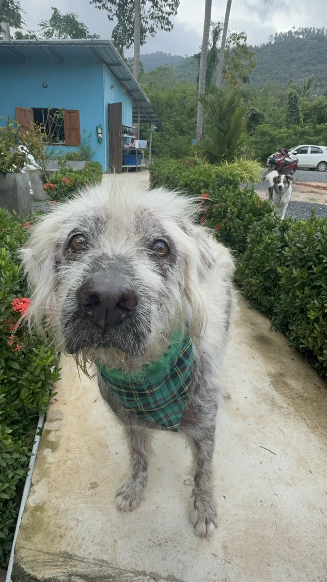 Niall Harbison tweet media