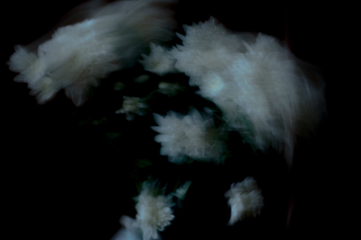 Yeau_x's tweet photo. 叙情写真01
Flower series https://t.co/w6gWCZQK93