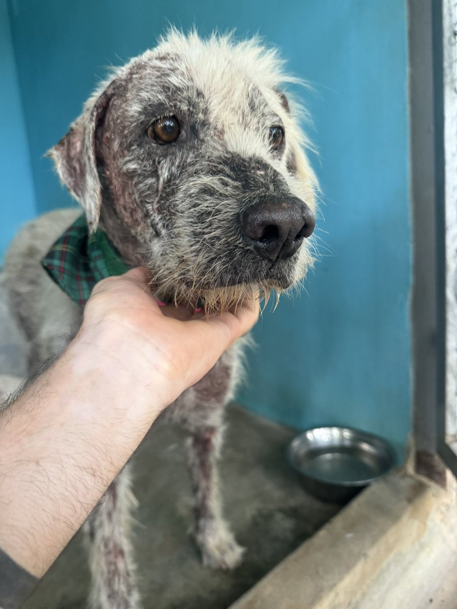 Niall Harbison tweet media