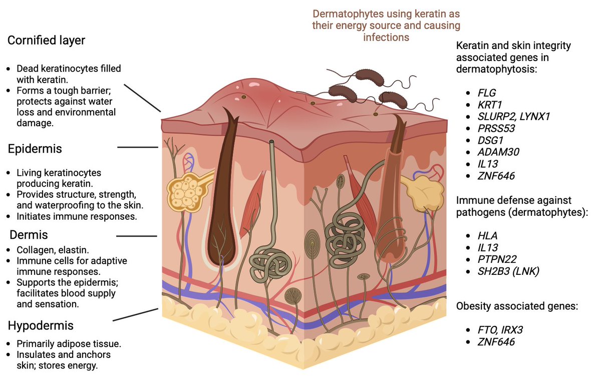 Hanna M Ollila (@hannamollila) on Twitter photo 1/6 🚨 Thrilled to share our new preprint on the genetics of dermatophytosis susceptibility on <a href="/medrxivpreprint/">medRxiv</a>! 🚨 With over 250K cases and 1.37M controls across 4 cohorts, we uncover 30 loci that affect risk for this fungal infection affecting 20% of the global population. 🌍 1/6 🚨 Thrilled to share our new preprint on the genetics of dermatophytosis susceptibility on <a href="/medrxivpreprint/">medRxiv</a>! 🚨 With over 250K cases and 1.37M controls across 4 cohorts, we uncover 30 loci that affect risk for this fungal infection affecting 20% of the global population. 🌍