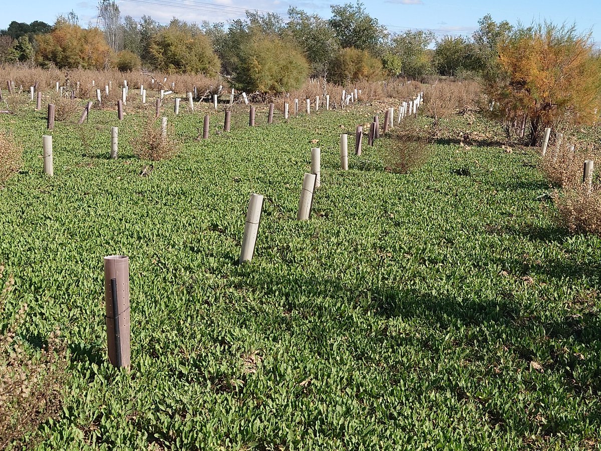RecForestProj's tweet image. Después de un verano corto pero intenso, ¡llega la hora de ver cuanto crecen las forestaciones!
#restornation #INVESTIGACIÓN #forestal