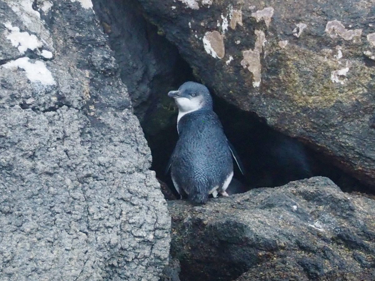 GruiformAbi's tweet image. Three penguin species in one day- little blue, yellow-eyed and fiordland crested. Stewart Island is a special place!