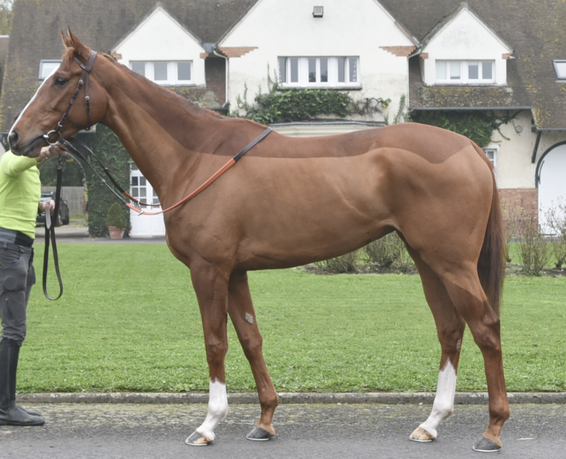 Wertheimer Sales (@wertheimersales) on Twitter photo โ๏ธ<a href="/InfoArqana/">ARQANA</a> Vente dโElevageโ๏ธ
๐ต๐
๐๐ท๐๐
๐ธ (Lot 2๏ธโฃ6๏ธโฃ3๏ธโฃ), a winning daughter of #LOPE DE VEGA, from the family of Gr.1 winners OCCUPANDISTE, MONDIALISTE & INTELLO.
๐Discover her pedigree: tinyurl.com/rpsdtz5r
๐See us in yard D
๐ธLaura Gomez Miguel โ๏ธ<a href="/InfoArqana/">ARQANA</a> Vente dโElevageโ๏ธ
๐ต๐
๐๐ท๐๐
๐ธ (Lot 2๏ธโฃ6๏ธโฃ3๏ธโฃ), a winning daughter of #LOPE DE VEGA, from the family of Gr.1 winners OCCUPANDISTE, MONDIALISTE & INTELLO.
๐Discover her pedigree: tinyurl.com/rpsdtz5r
๐See us in yard D
๐ธLaura Gomez Miguel