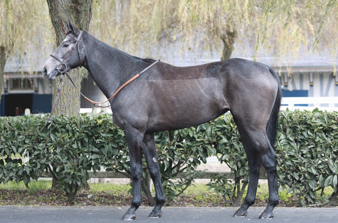 Wertheimer Sales (@wertheimersales) on Twitter photo โ๏ธ<a href="/InfoArqana/">ARQANA</a> Vente dโElevageโ๏ธ
๐๐๐ธ๐
๐ด (Lot 2๏ธโฃ3๏ธโฃ5๏ธโฃ), a winning sister by #Mastercraftsman to IRON BIRD, 3rd in the Prix Miesque (Gr.3) & the Prix Hรฉrod (L.) after the catalogue was printed.
๐Discover her pedigree: tinyurl.com/mry6hhxb
๐See us in yard D
๐ธ <a href="/zuzanna_lupa/">Zuzanna Lupa</a> โ๏ธ<a href="/InfoArqana/">ARQANA</a> Vente dโElevageโ๏ธ
๐๐๐ธ๐
๐ด (Lot 2๏ธโฃ3๏ธโฃ5๏ธโฃ), a winning sister by #Mastercraftsman to IRON BIRD, 3rd in the Prix Miesque (Gr.3) & the Prix Hรฉrod (L.) after the catalogue was printed.
๐Discover her pedigree: tinyurl.com/mry6hhxb
๐See us in yard D
๐ธ <a href="/zuzanna_lupa/">Zuzanna Lupa</a>
