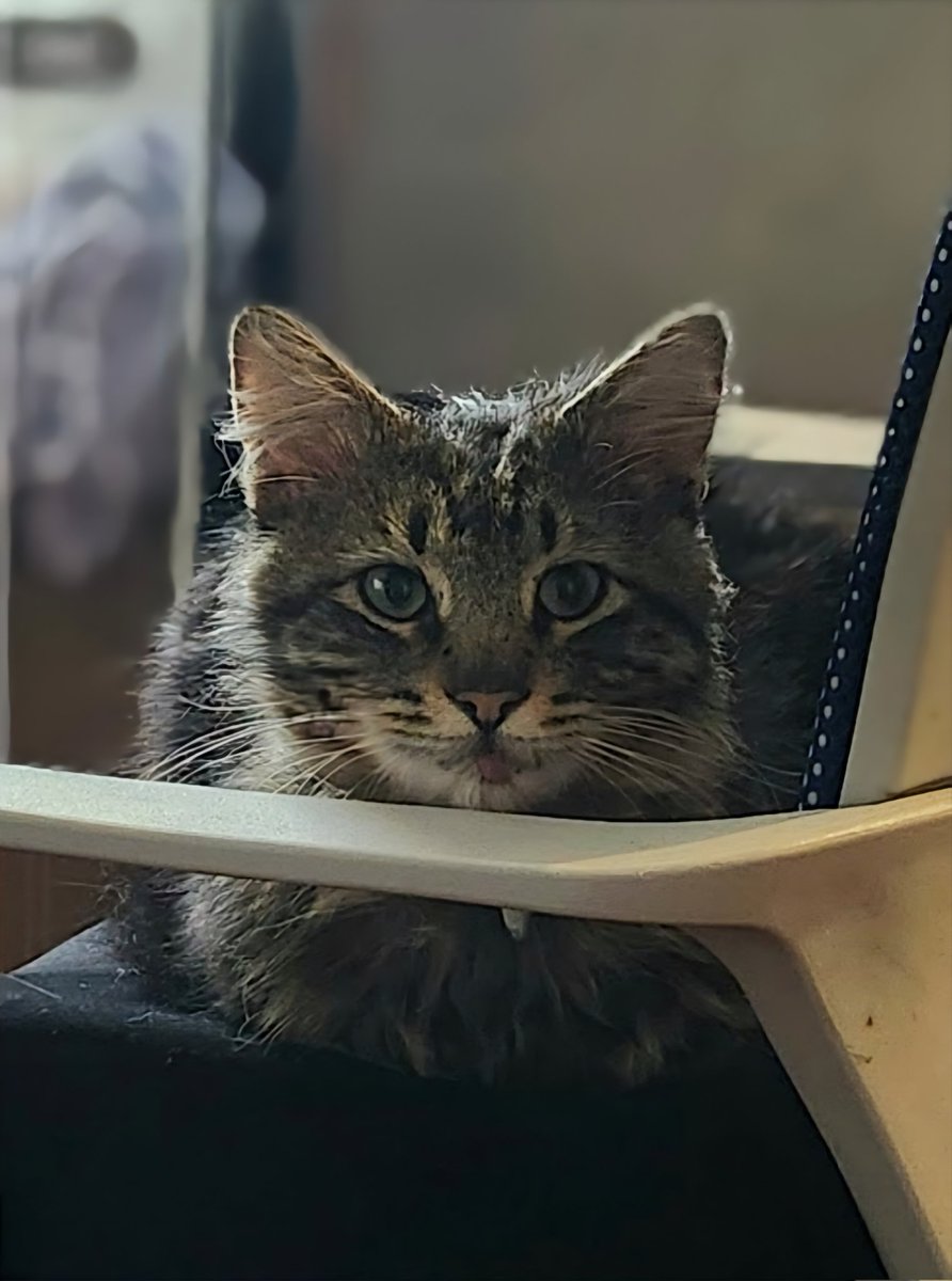 akuXIII's tweet photo. I miss my fucking cat bruh 😭😭😭 https://t.co/FsGK5rGMxZ