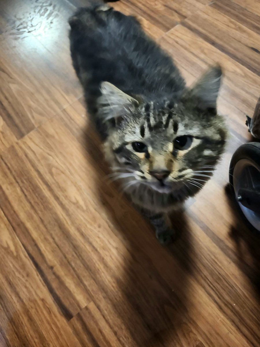 akuXIII's tweet photo. I miss my fucking cat bruh 😭😭😭 https://t.co/FsGK5rGMxZ