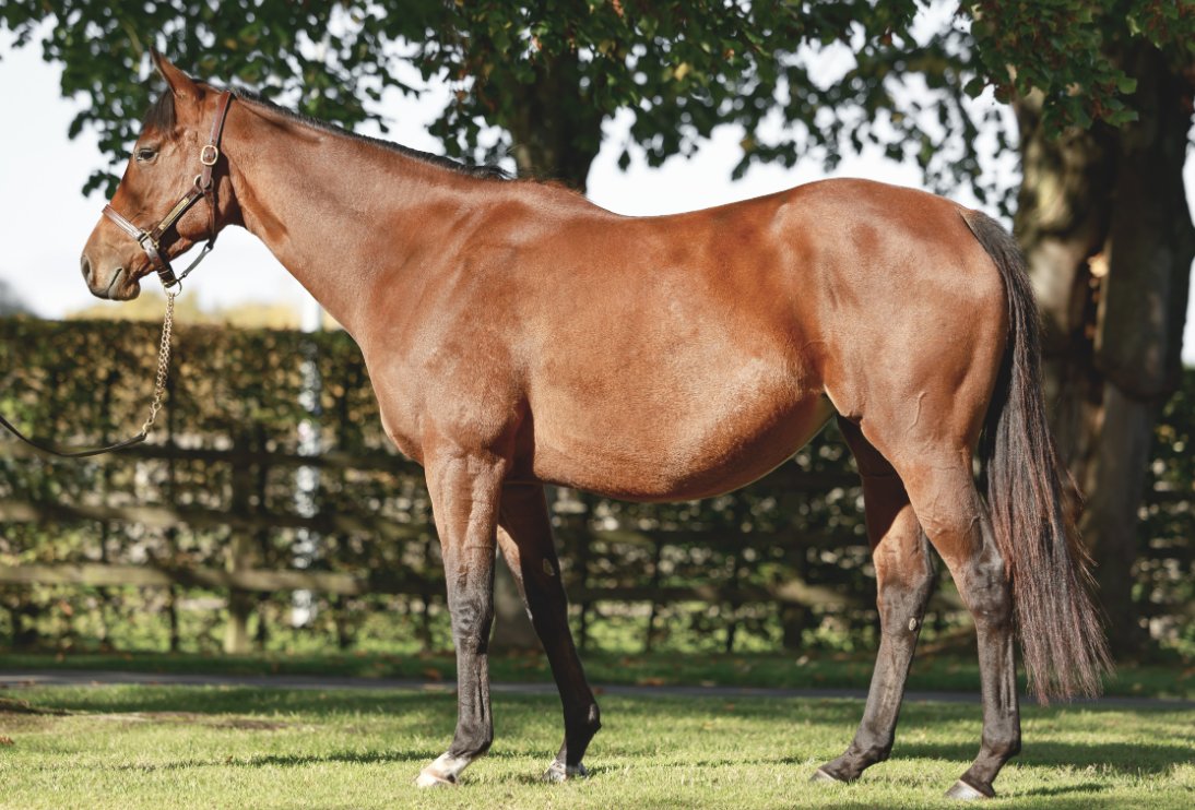 Wertheimer Sales (@wertheimersales) on Twitter photo โ๏ธ<a href="/InfoArqana/">ARQANA</a> Vente dโElevageโ๏ธ
๐๐๐ธ๐ธ๐ท๐ด๐ด๐
๐ด (Lot 2๏ธโฃ6๏ธโฃ4๏ธโฃ), a 4yo blacktype daughter of #Muhaarar out of Group winner and Gr.1-placed ZANTENDA, in foal to her first foal by #Intello.
๐Discover her pedigree: tinyurl.com/2xatpb6n
๐See us in yard D
๐ธ <a href="/zuzanna_lupa/">Zuzanna Lupa</a> โ๏ธ<a href="/InfoArqana/">ARQANA</a> Vente dโElevageโ๏ธ
๐๐๐ธ๐ธ๐ท๐ด๐ด๐
๐ด (Lot 2๏ธโฃ6๏ธโฃ4๏ธโฃ), a 4yo blacktype daughter of #Muhaarar out of Group winner and Gr.1-placed ZANTENDA, in foal to her first foal by #Intello.
๐Discover her pedigree: tinyurl.com/2xatpb6n
๐See us in yard D
๐ธ <a href="/zuzanna_lupa/">Zuzanna Lupa</a>