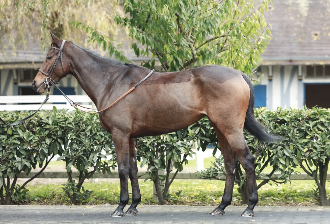 ❄️<a href="/InfoArqana/">ARQANA</a> Vente d’Elevage❄️

𝐺𝐴𝐿𝐼𝑀𝐴𝑇𝐼𝐴 (Lot 3️⃣5️⃣1️⃣), a 3yo winning granddaughter by #KINGMAN of Breeders’ Cup Mile (Gr.1) heroine GALIKOVA.

👀Discover her pedigree: tinyurl.com/yjwnbjey
📍See us in yard D

📸 <a href="/zuzanna_lupa/">Zuzanna Lupa</a>