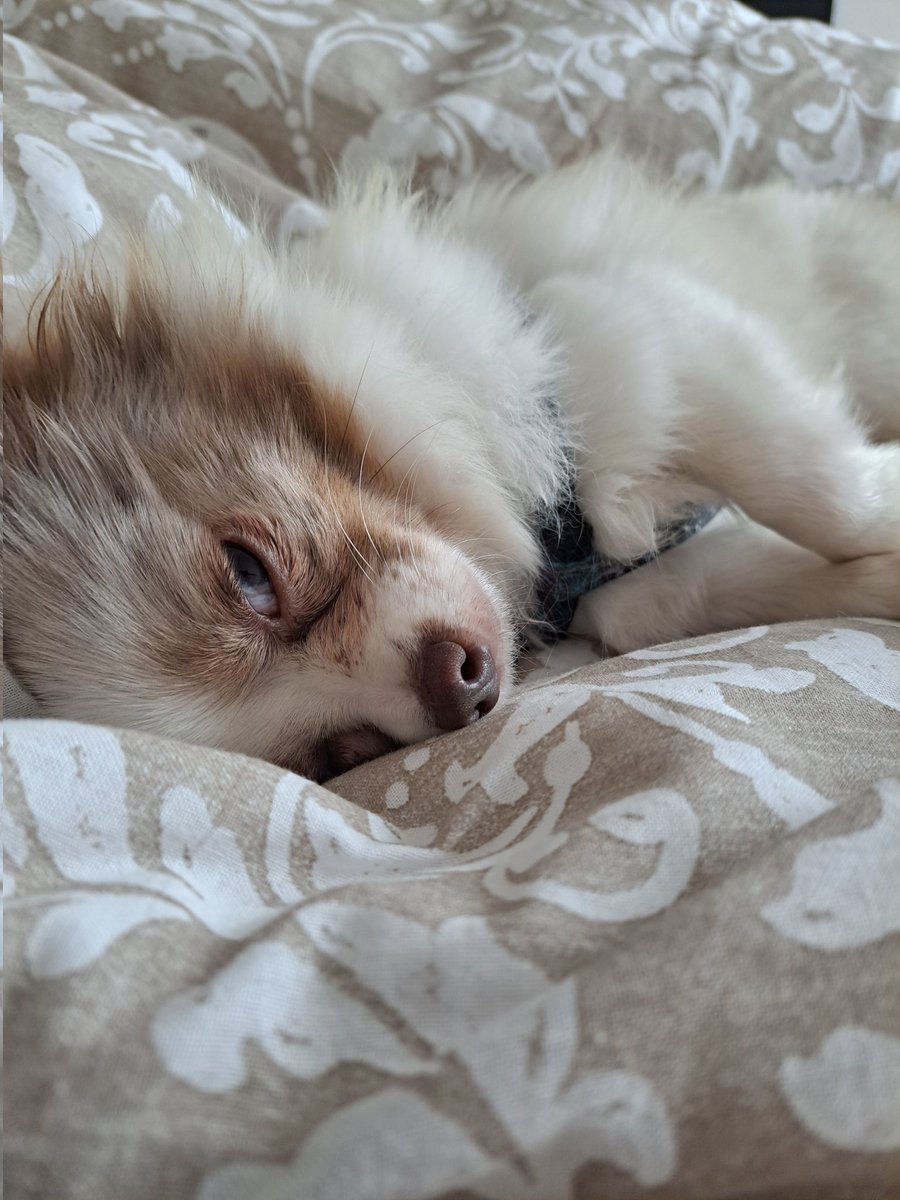 keliado's tweet photo. BG chihuahua 😂 https://t.co/FzvPed3PDp