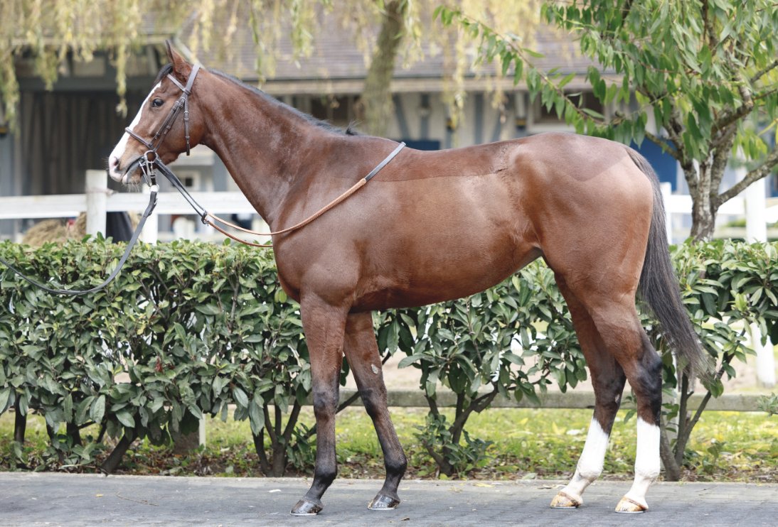 Wertheimer Sales (@wertheimersales) on Twitter photo โ๏ธ<a href="/InfoArqana/">ARQANA</a> Vente dโElevageโ๏ธ
๐๐ด๐๐ผ๐๐ด (Lot 4๏ธโฃ4๏ธโฃ6๏ธโฃ), a 3yo daughter of #OasisDream out of Listed winner OKANA, from the family of Group 1 winners GREEN TUNE & PAS DE REPONSE.
๐Discover her pedigree: tinyurl.com/337za3sb
๐See us in yard D
๐ธ <a href="/zuzanna_lupa/">Zuzanna Lupa</a> โ๏ธ<a href="/InfoArqana/">ARQANA</a> Vente dโElevageโ๏ธ
๐๐ด๐๐ผ๐๐ด (Lot 4๏ธโฃ4๏ธโฃ6๏ธโฃ), a 3yo daughter of #OasisDream out of Listed winner OKANA, from the family of Group 1 winners GREEN TUNE & PAS DE REPONSE.
๐Discover her pedigree: tinyurl.com/337za3sb
๐See us in yard D
๐ธ <a href="/zuzanna_lupa/">Zuzanna Lupa</a>
