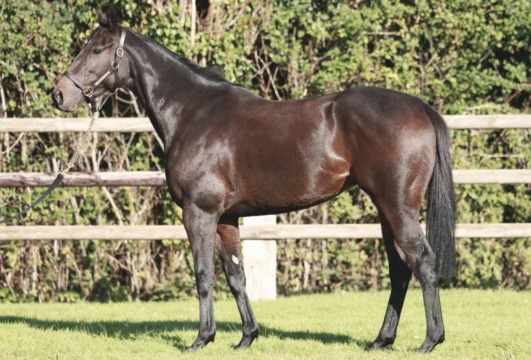 Wertheimer Sales (@wertheimersales) on Twitter photo โ๏ธ<a href="/InfoArqana/">ARQANA</a> Vente dโElevageโ๏ธ
๐พ๐ด๐๐๐ผ๐๐ (Lot 3๏ธโฃ7๏ธโฃ2๏ธโฃ), a 3yo daughter of #SeaTheStars and Gr.1-placed HEURISTIQUE, also a sister to Group-placed this year TOURISTIC.
๐Discover her pedigree: tinyurl.com/bdfsz2ej
๐See us in yard D
๐ธ <a href="/zuzanna_lupa/">Zuzanna Lupa</a> โ๏ธ<a href="/InfoArqana/">ARQANA</a> Vente dโElevageโ๏ธ
๐พ๐ด๐๐๐ผ๐๐ (Lot 3๏ธโฃ7๏ธโฃ2๏ธโฃ), a 3yo daughter of #SeaTheStars and Gr.1-placed HEURISTIQUE, also a sister to Group-placed this year TOURISTIC.
๐Discover her pedigree: tinyurl.com/bdfsz2ej
๐See us in yard D
๐ธ <a href="/zuzanna_lupa/">Zuzanna Lupa</a>
