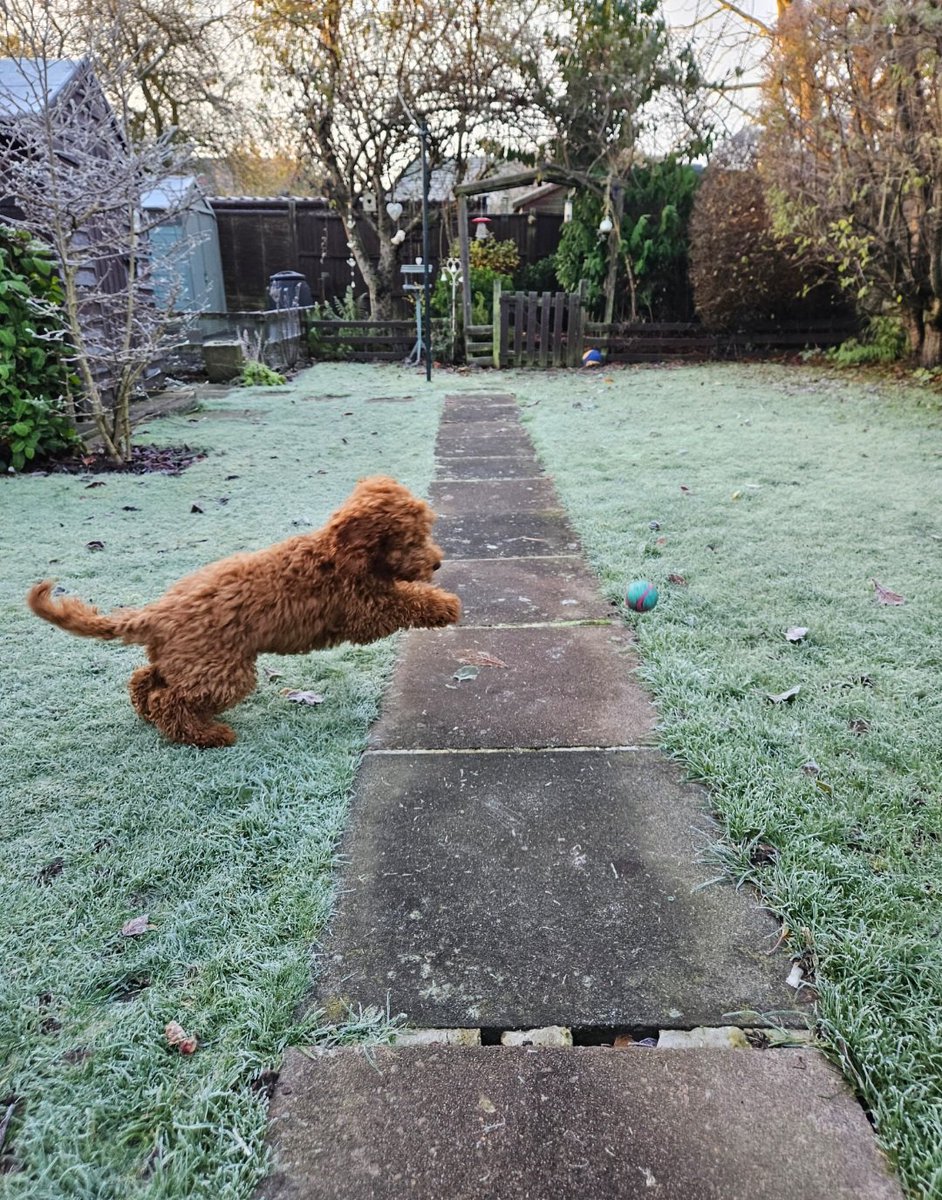 Anita11578064's tweet photo. Morning all, happy Thursday, it's freezing af! 🥶🥶 i'm still poorly. I just ordered a maccies breakfast to cheer myself up 😋🤧🤧🤒  #chillynips ❄️ 
Angus loving life 🥰 https://t.co/398AkAYjl4