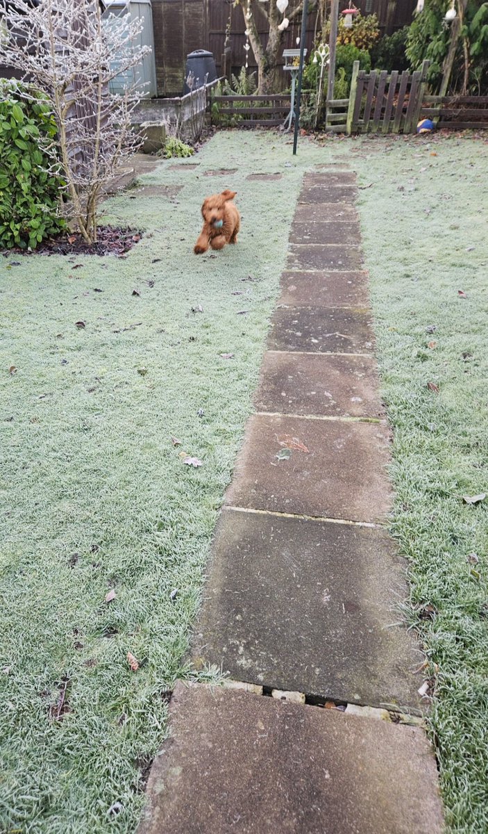 Anita11578064's tweet photo. Morning all, happy Thursday, it's freezing af! 🥶🥶 i'm still poorly. I just ordered a maccies breakfast to cheer myself up 😋🤧🤧🤒  #chillynips ❄️ 
Angus loving life 🥰 https://t.co/398AkAYjl4