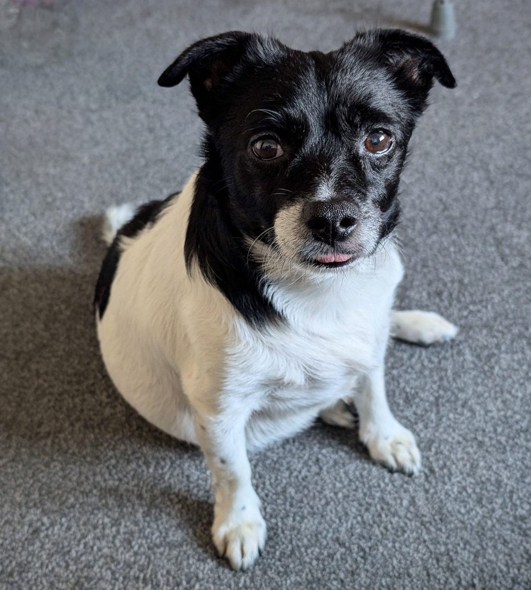 ParaAnd89's tweet photo. Look at my boiiii!! Just about to go for his walk ๐ค๐ค๐ค #unconditionallove #dogsofX #dogsoftwitter #jackchi #jackhuahua #AnimalLovers
BOOP! ๐ค https://t.co/kq07jcmuaE