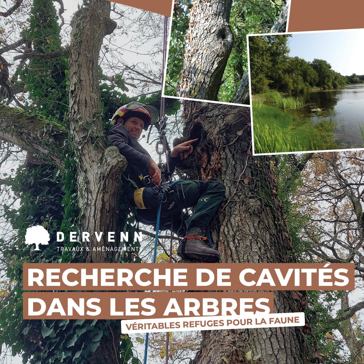 Sur un site naturel sensible, un naturaliste de notre bureau d'études et un arboriste grimpeur de notre équipe travaux ont procédé à l'étude d'arbres potentiellement destinés à l'abattage pour détecter l'éventuelle présence d’espèces protégées ou de cavités pouvant les accueillir
