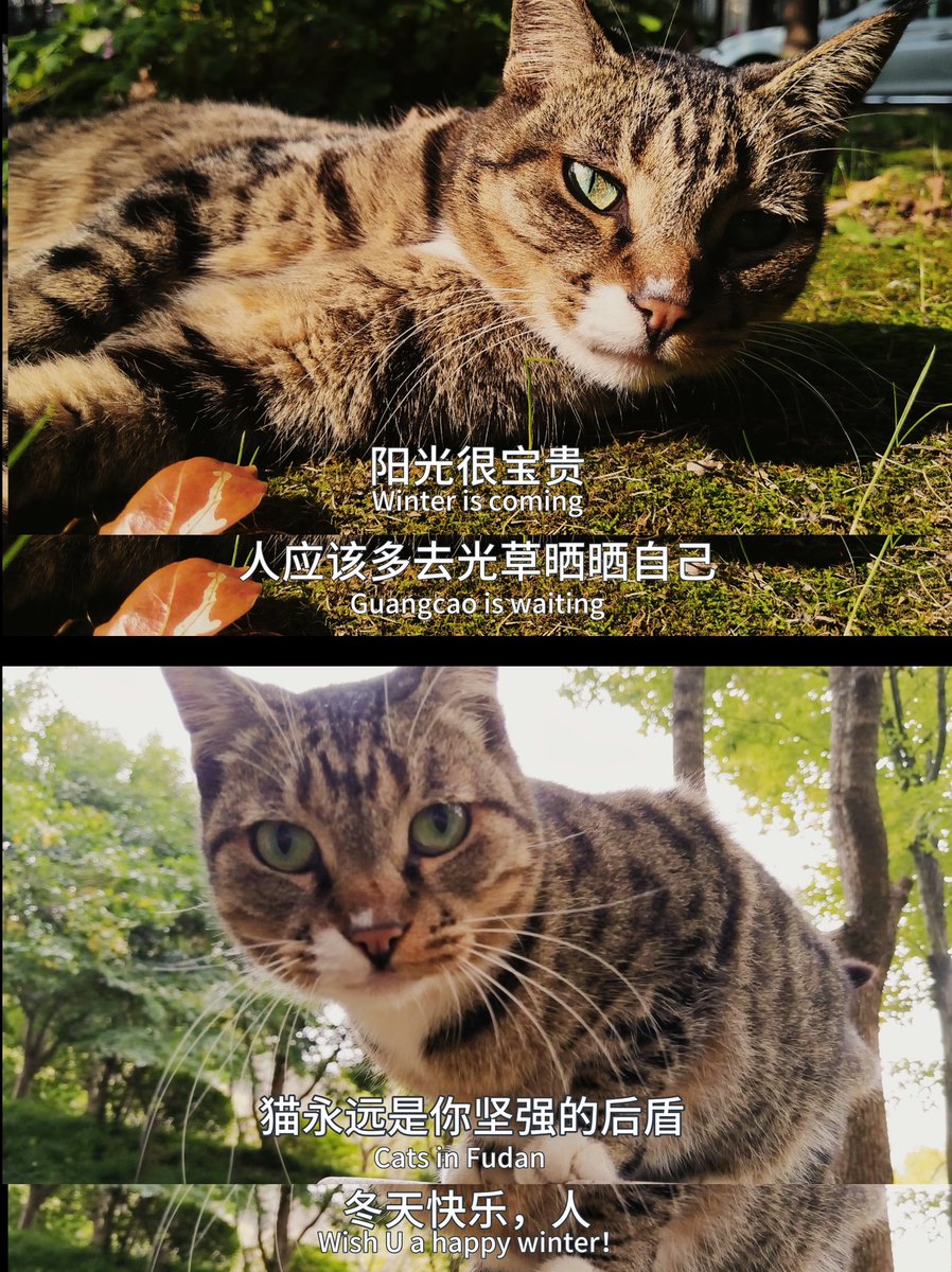 ⏳Feeling overwhelmed by assignment deadlines? 🤯
🐾 Take a break and let these cat memes created with the cuddly campus creatures bring a smile to your face! 😸
🌐 Hope you get a kick out of these memes and their quirky translations.