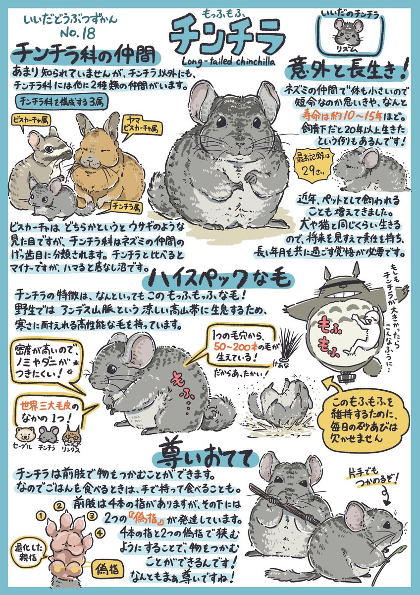 いいだどうぶつずかん] No.18 チンチラ ┈┈┈┈┈┈┈┈┈┈ もふもふ