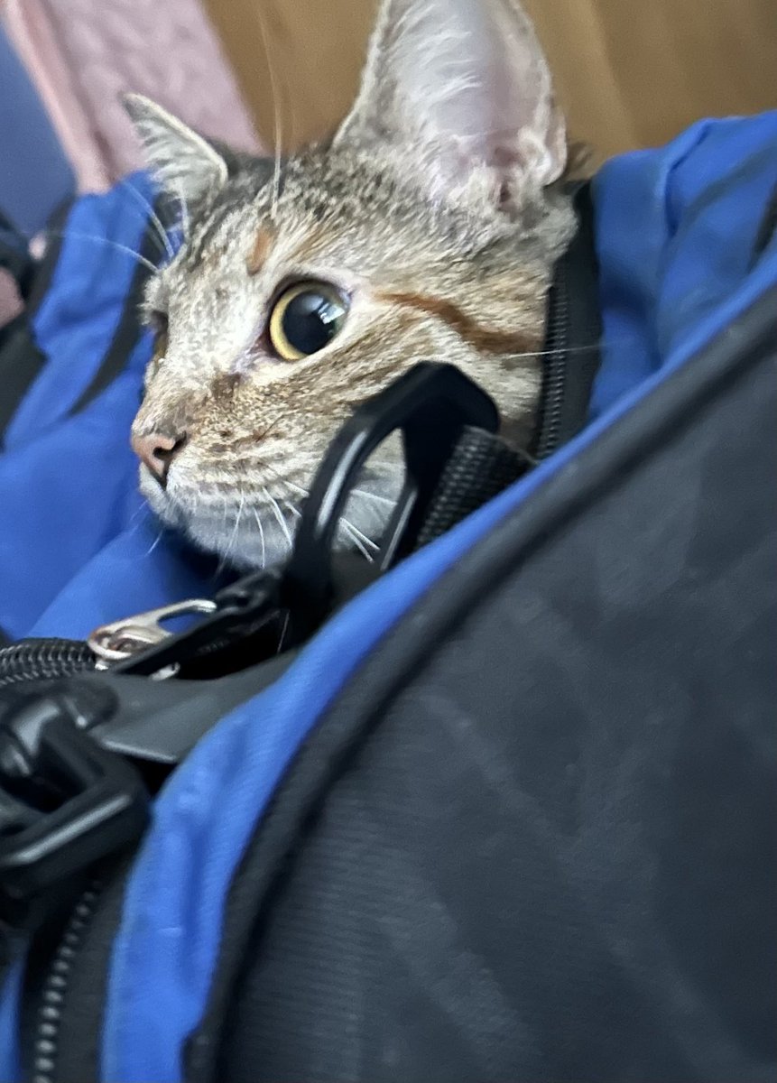 _draney's tweet image. Dora helping ⁦@nilocek⁩ pack !!! She’s quite the helpful kitten 🤣
