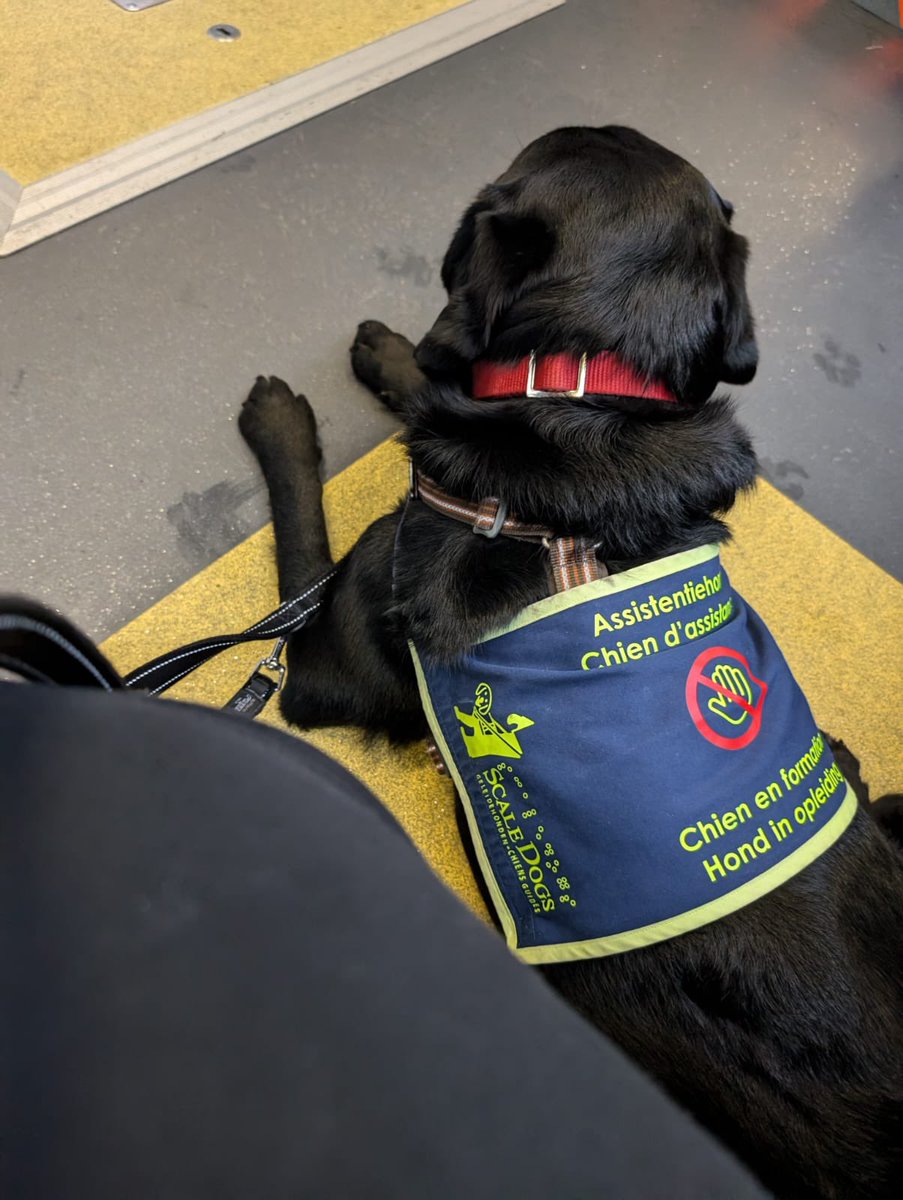 NancyDVogelaere's tweet photo. Deze held van #scaledogs is de reden waarom de #18yo al twee weken aan stuk elke dag 2x buiten komt. Vroeger was dat 1x per week … ongelooflijk veel dankbaarheid voor #Voody de #autismehulphond 😍 - hopelijk gaat het #VAPH opleiding van deze honden binnenkort ook financieren 🙏 https://t.co/w0MTL9z1dG