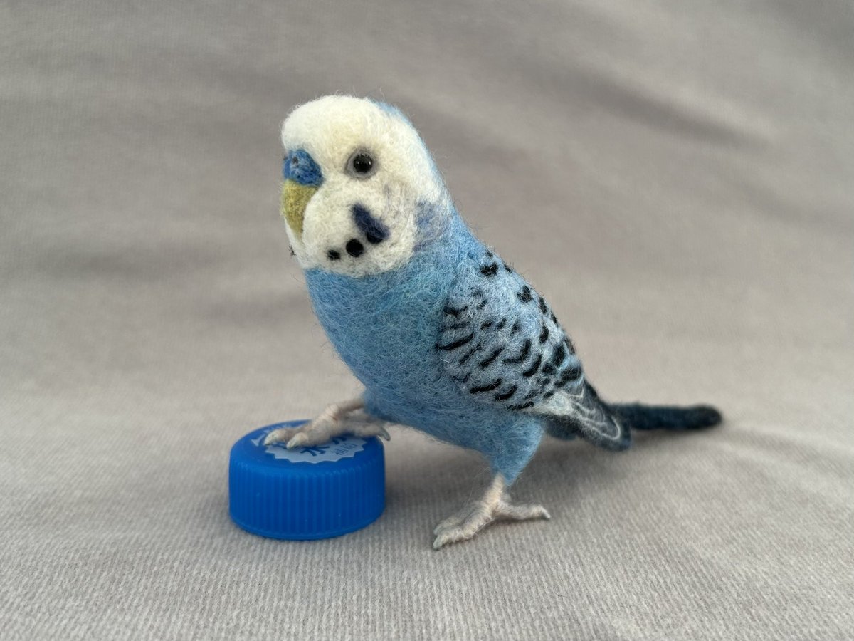 kodamambo_yu's tweet photo. 約1/2サイズ セキセイインコオパーリンブルー
ペットボトルキャップで遊びながら、弟オカメインコにチュ😘
#tinybooboo #needlefelting #needlecraft #woolwork #woolcraft #羊毛フェルト #羊毛フェルトインコ #インコグッズ https://t.co/CrcOZsBTmd