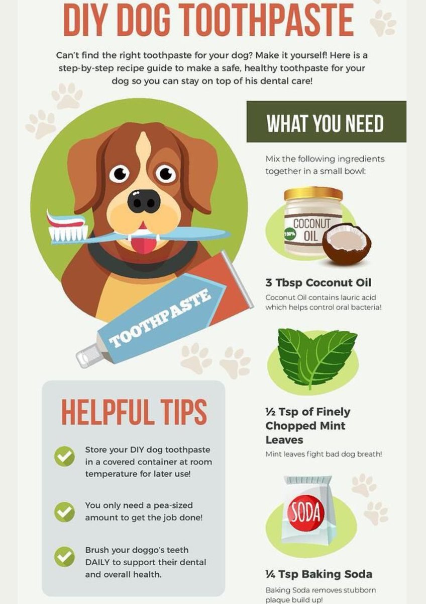 WoofTroop's tweet photo. Keep your pup’s teeth clean and fresh with this simple DIY dog toothpaste recipe! 🐶✨ Made with coconut oil, baking soda, and mint leaves
#DogDentalCare #HealthySmile #DIY #PetCare #DogLovers https://t.co/Ed7pX30Apz