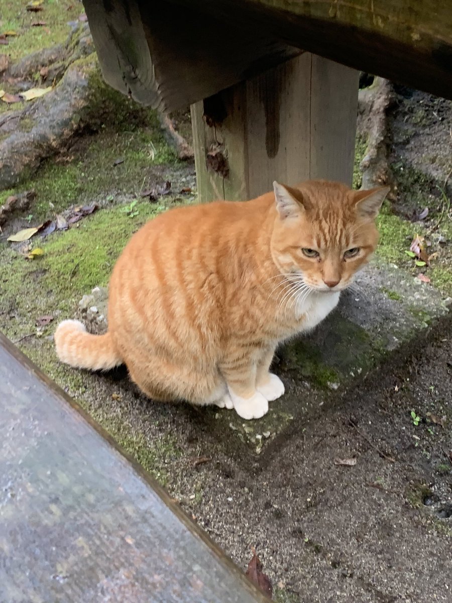 島津義弘が朝鮮に連れて行った猫たち。病死した嫡男久保が可愛がったという猫は鹿児島ではヤス猫と呼ばれている。要は茶トラ。
その猫神は当初、鹿児島城内の護摩所に祀られていたという。護摩所は現存していないが、跡地と伝えられる場所をうろついていたら、なんと、ヤス猫がいた！