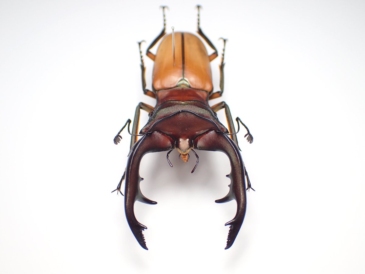 ※A−lin*良型　大型大歯　アラガ−ルホソアカ♂野外標本 A−lin*良型 大型大歯 アラガ−ルホソアカ♂野外標本 A−lin*良型 大型