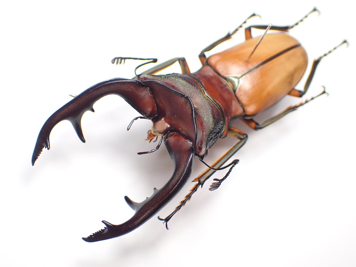 A−lin*良型 大型大歯 アラガ−ルホソアカ♂野外標本 A−lin*良型 大型