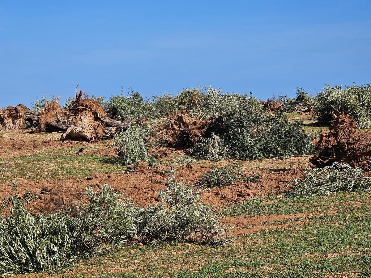 MΛRC VIDΛL tweet media