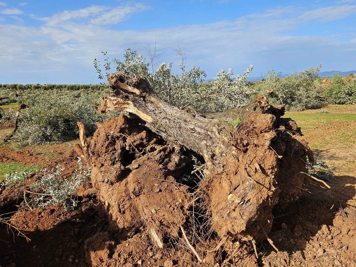 Esto es Lopera, un pequeño pueblo de la provincia de Jaén. 

Las gentes del campo denuncian la expropiación de sus terrenos y la tala de sus olivos para la construcción de una mega planta fotovoltaica

_
En toda Jaén y Córdoba, SOS Rural calcula que la tala llegará a los 100.000