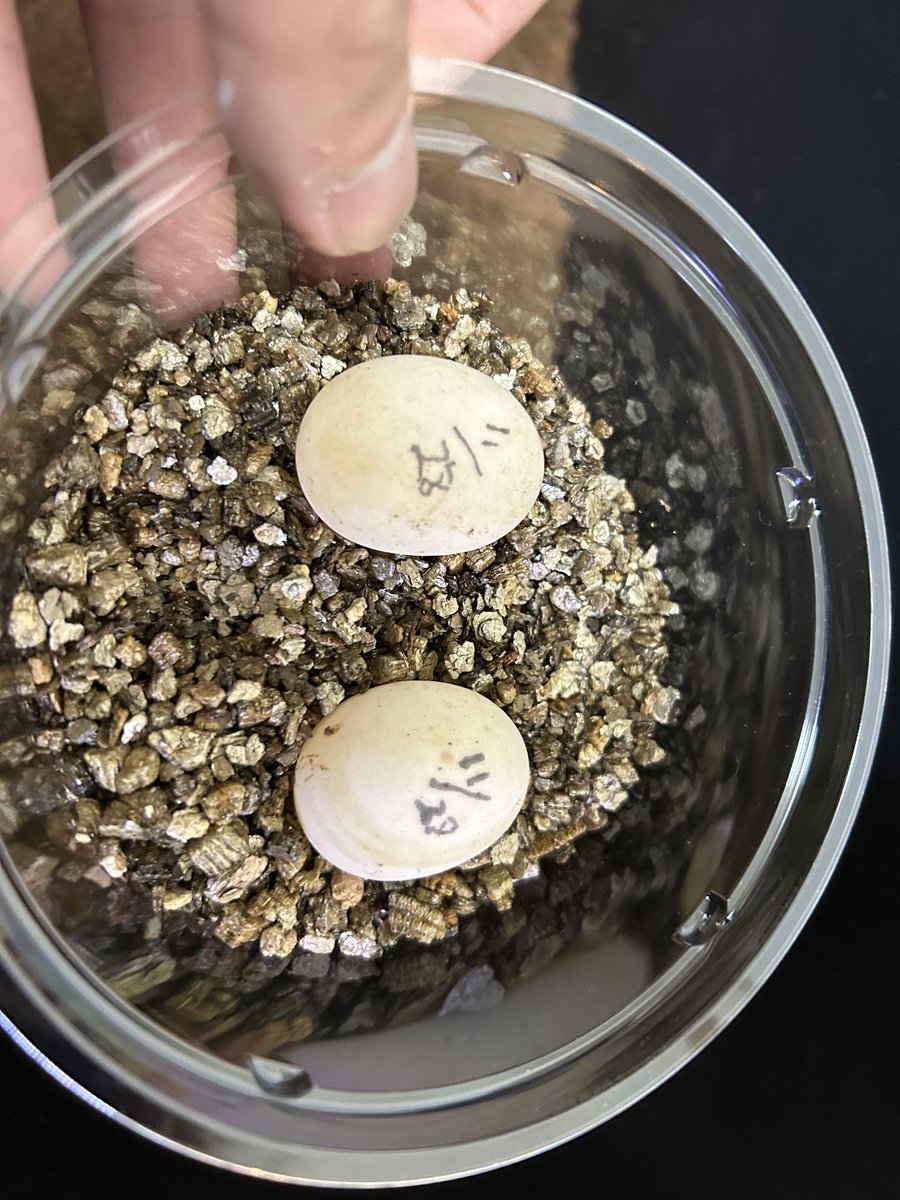 _NatureChannel's tweet photo. ベルセオレガメが産んでました。
とりあえず、保管！！

#ベルセオレガメ https://t.co/rgk50VFK9f