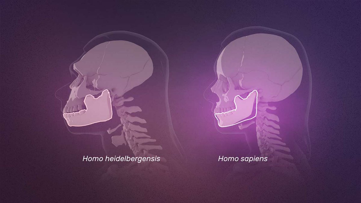 Muséum national d'Histoire naturelle tweet media