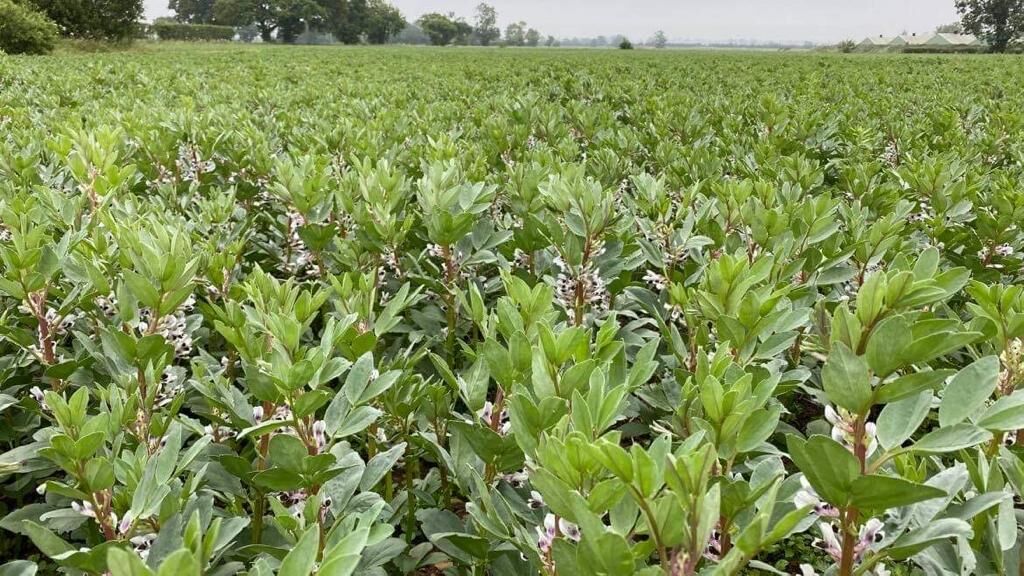 LGSeedsUK tweet media