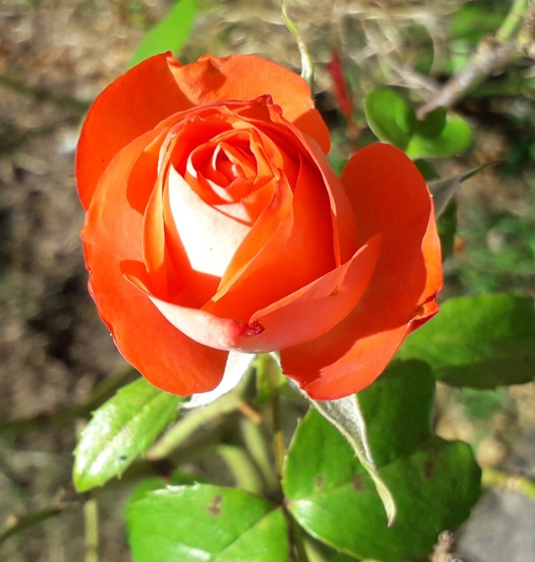 AliCameron3's tweet photo. A pic of a rose from the garden at Sidcot Quaker Meeting House, Somerset, UK. The Quaker Star 
#Quakers #roses 
😊🌹 https://t.co/YfdNTPmNEl