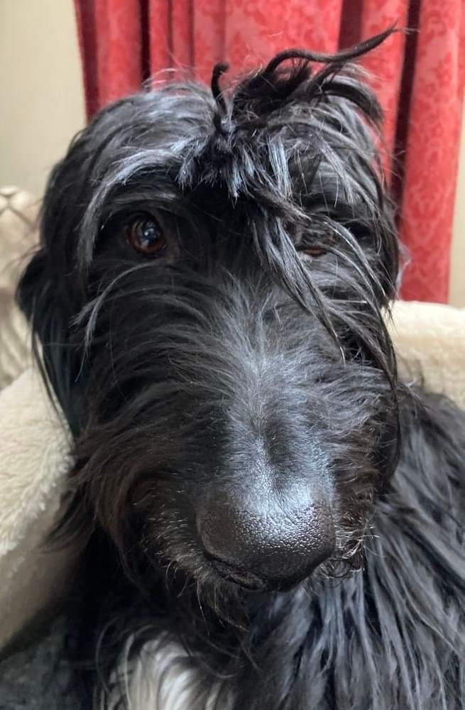 EGLR1's tweet photo. Hello Everyone Floyd

We have some fabulous news about my pals the EGLR #Sponsordogs. We have raised an amazing £750 in #sponsor . 
Happy #dogs

So the total raised from the Auction is £4,328.45 🤩🤩.
Auction amount  £3578.45
#sponsor
#Christmas🎄
https://t.co/4nQFg3TH6s https://t.co/Cc6mubDfB6