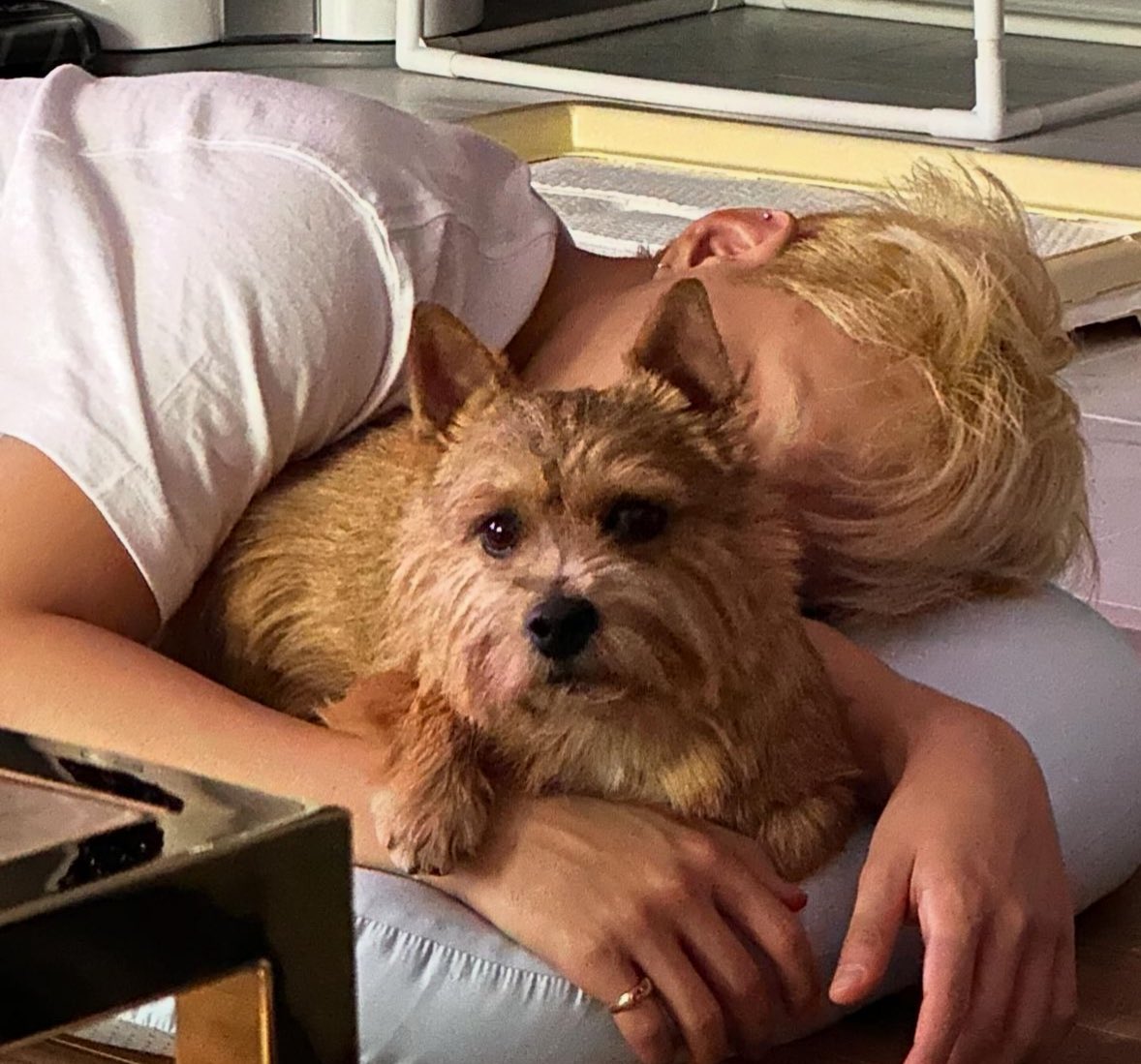 minghaocheol_'s tweet image. OH MY GOD WE GOT MORE HOSHILATTE SLEEPING PICS TOGETHER 😭😭😭😭😭😭 SO CUTE 😭😭😭