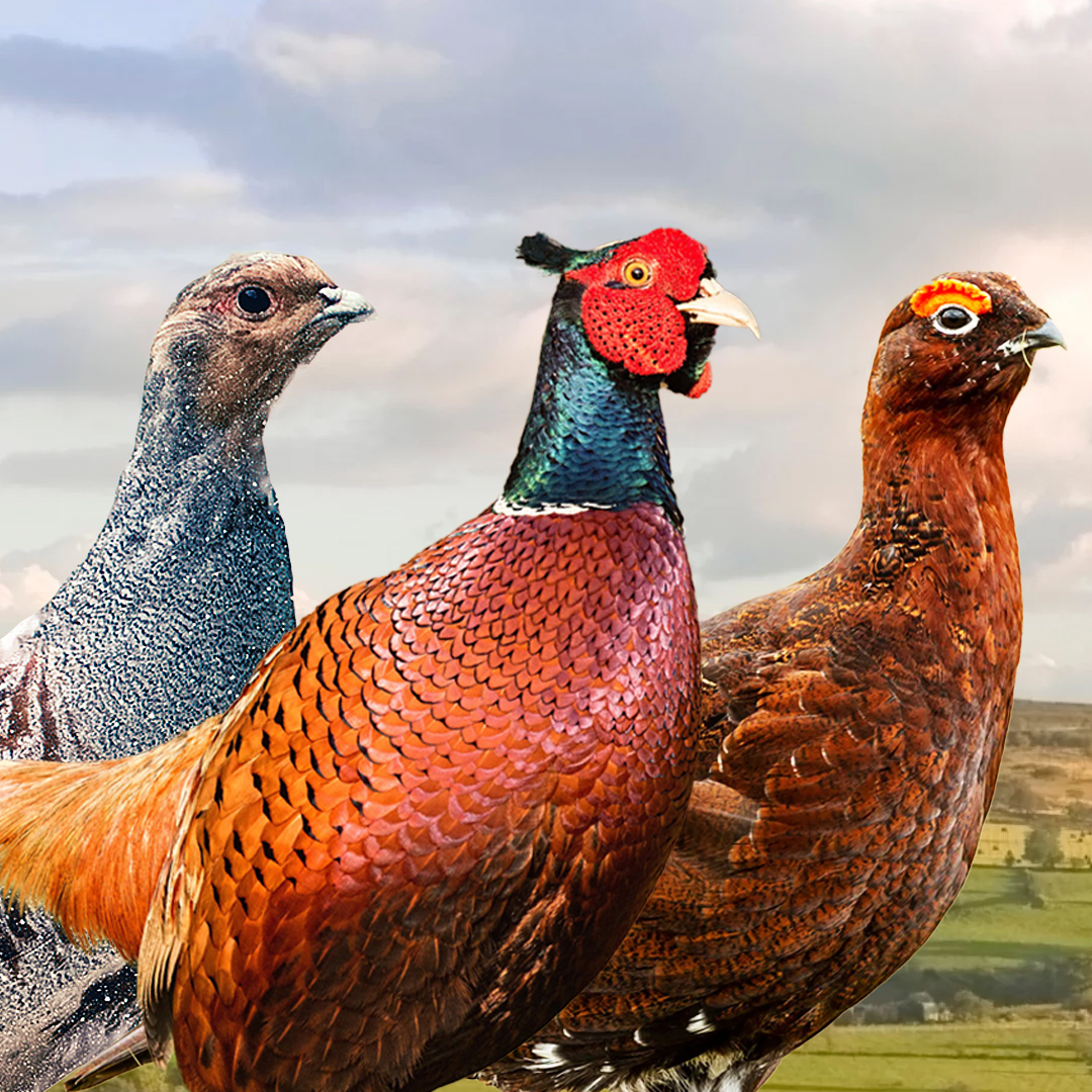 ProtectTheWild_'s tweet photo. Shooting birds isn’t a “sport”, it is a coward’s pastime and has no place in a modern society https://t.co/npr9CVYzR4