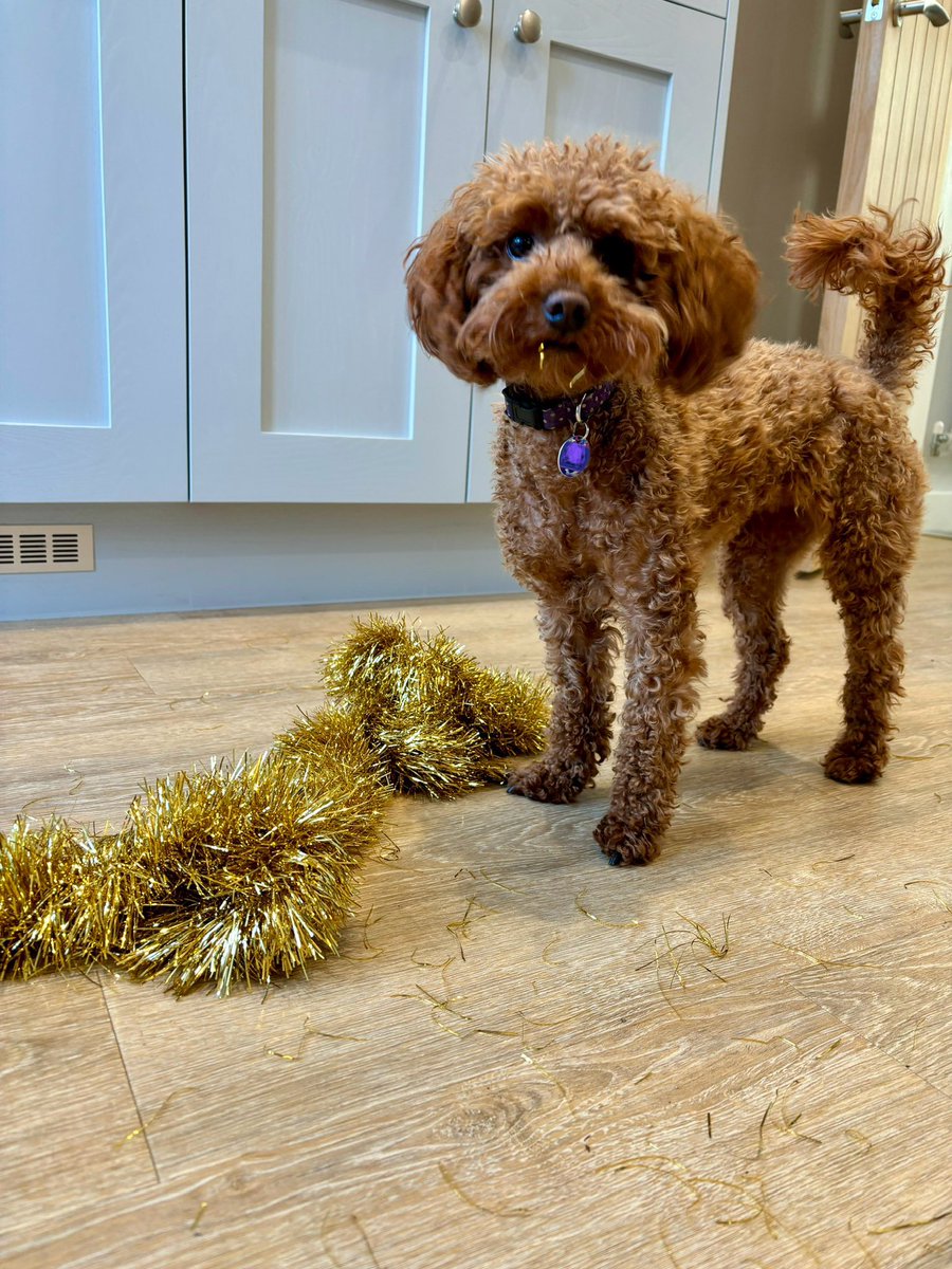 Sarah White (@sarahwhiterwk) on Twitter photo Today is #SparkleDay <a href="/BrainTumourSupp/">Brain Tumour Support 💙</a> Join in to support the brain tumour community braintumoursupport.co.uk/sparkle
Indie tried to dress up for the occasion but her urge to attack the tinsel was too strong! #Sparkleforsupport #TogetherWeSparkle #braintumourawareness <a href="/LucyN0rton/">Lucy Norton</a> Today is #SparkleDay <a href="/BrainTumourSupp/">Brain Tumour Support 💙</a> Join in to support the brain tumour community braintumoursupport.co.uk/sparkle
Indie tried to dress up for the occasion but her urge to attack the tinsel was too strong! #Sparkleforsupport #TogetherWeSparkle #braintumourawareness <a href="/LucyN0rton/">Lucy Norton</a>