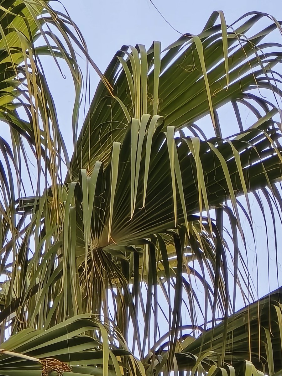 Wvisioncreation's tweet image. I think that the November update AXK4 might have slightly reduced oversharpening in 30x, on the #GalaxyS23Ultra but I need to do more tests to confirm.