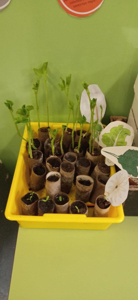 El proyecto de Huerto Escolar va germinando 👏👏 ¿Tendremos buena cosecha? Esperemos al trasplantarlo vaya bien ☺️