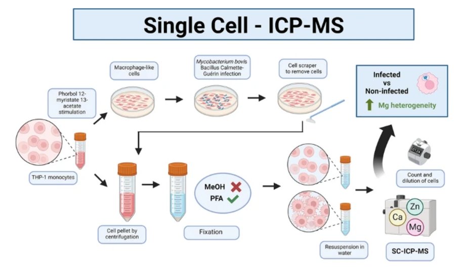 Anal Bioanal Chem (@analbioanalchem) on Twitter photo Single cell–inductively coupled plasma–mass #spectrometry reveals metallic heterogeneity in a macrophage model of #infectious diseases
by MĂłnica Felipe-Sotelo et al <a href="/UniOfSurrey/">University of Surrey</a> @danybeste <a href="/drmelbailey/">Melanie bailey</a> <a href="/UniOfSurreyFEPS/">UniOfSurreyFEPS</a> <a href="/SCCESurrey/">Surrey School of Chemistry & Chemical Engineering</a>
#OpenAccess
link.springer.com/article/10.100… Single cell–inductively coupled plasma–mass #spectrometry reveals metallic heterogeneity in a macrophage model of #infectious diseases
by MĂłnica Felipe-Sotelo et al <a href="/UniOfSurrey/">University of Surrey</a> @danybeste <a href="/drmelbailey/">Melanie bailey</a> <a href="/UniOfSurreyFEPS/">UniOfSurreyFEPS</a> <a href="/SCCESurrey/">Surrey School of Chemistry & Chemical Engineering</a>
#OpenAccess
link.springer.com/article/10.100…