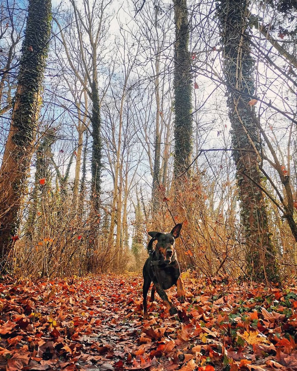 NikolaFajfar's tweet photo. Through the woods 🖤 
#doberman https://t.co/vwPNKIVUIi