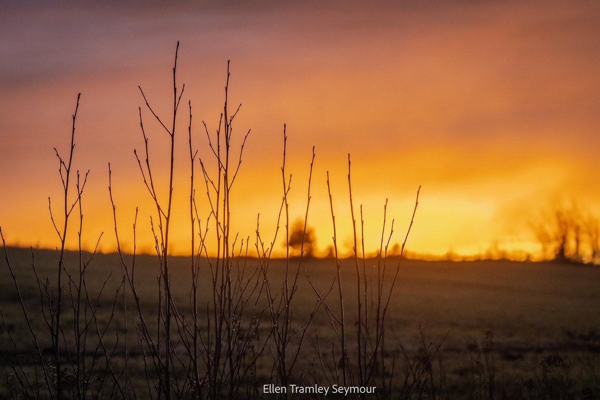 Ellen Tramley Seymour tweet media