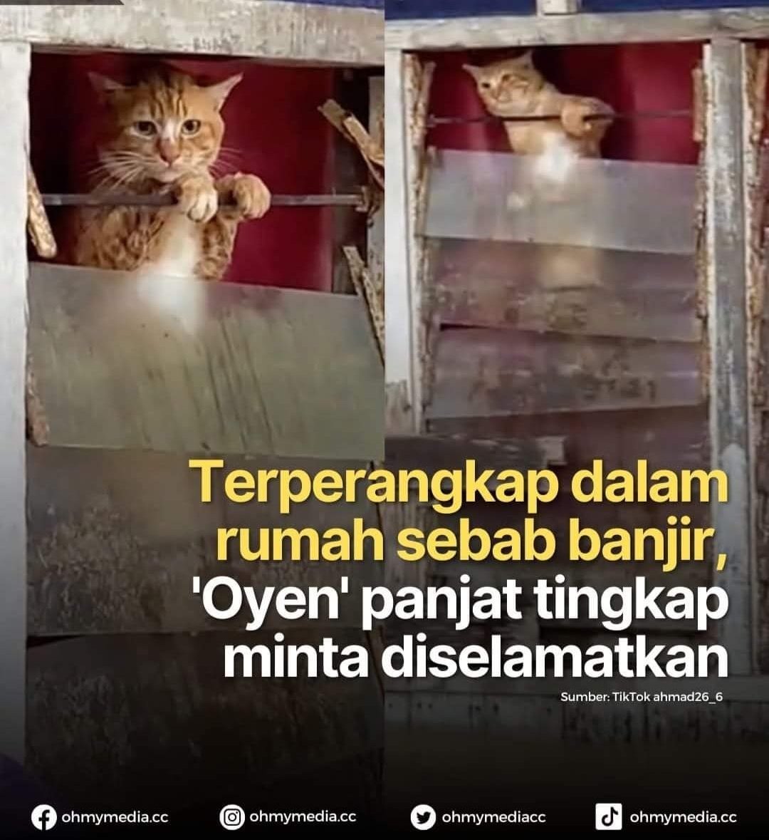 Alhamdulillah Oyen selamat. Terima kasih pada yg selamatkan oyen, sian tgok muka dia..dalam ketakutan tu 😢